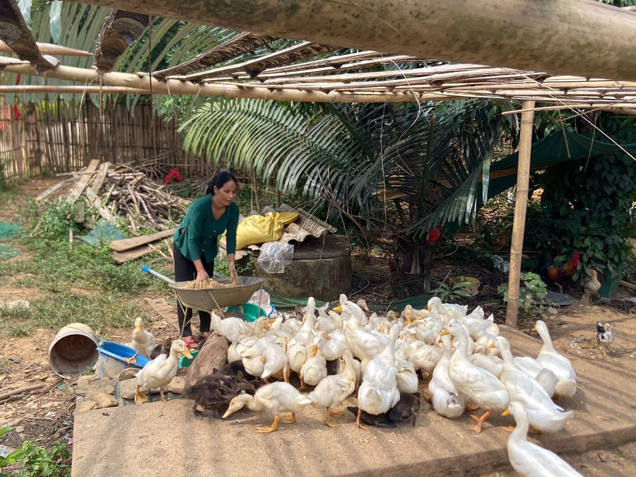 Nhiều mô hình sinh kế giảm nghèo hỗ trợ về giống vật nuôi được triển khai sâu rộng cho phụ nữ tại huyện A Lưới. Nhiều mô hình sinh kế giảm nghèo hỗ trợ về giống vật nuôi được triển khai sâu rộng cho phụ nữ tại huyện A Lưới.