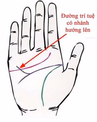 Người có đường chí tuệ hướng lên luôn may mắn 