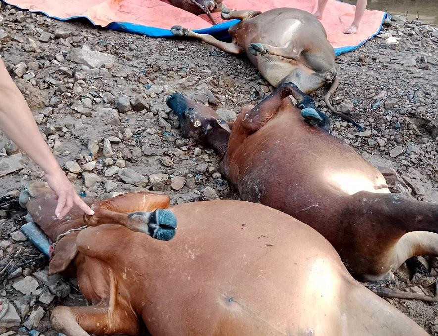 Mưa lũ cuốn trôi 9 con bò của của ông Mùi Văn Sơn, bản Suối Lúa (xã Nam Phong, huyện Phù Yên). Mưa lũ cuốn trôi 9 con bò của của ông Mùi Văn Sơn, bản Suối Lúa (xã Nam Phong, huyện Phù Yên).