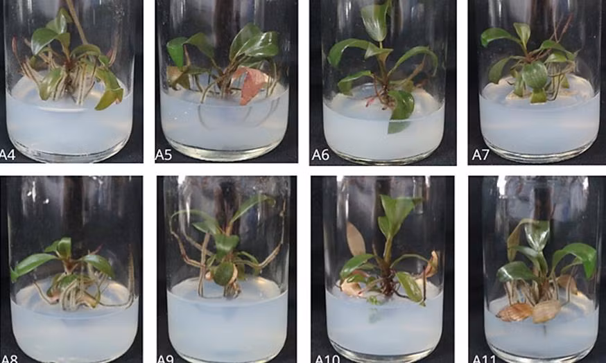 Khảo sát ảnh hưởng của đèn LED đến quá trình vi nhân giống trầu bà.