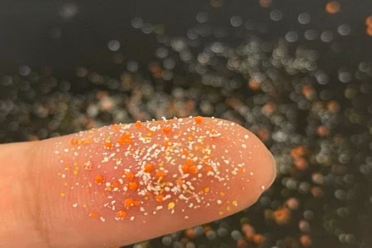 Vi nhựa trong các nhà máy xử lý nước thải là nơi hoàn hảo cho sự phát triển của siêu vi khuẩn.