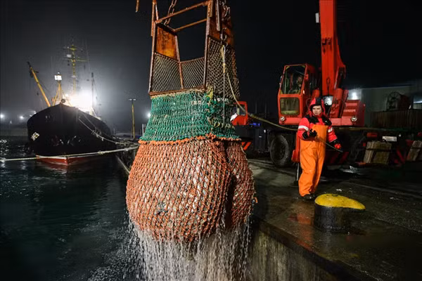 Một ngư dân dỡ cá ở lãnh thổ Primorye, Nga.
