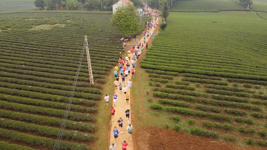 Các vận động viên đang chạy trên cung đường bao phủ chè xanh mướt tại Phổng Lái.