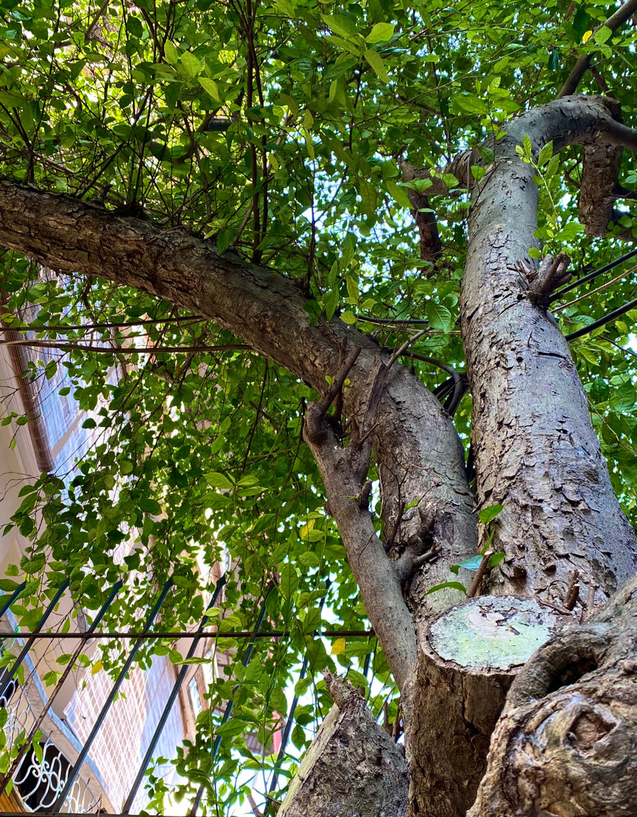 Cây duối cổ thụ còn sót lại ở Cổ Nhuế (lá duối là một nguyên liệu tạo nên độ giòn của bánh rán &apos;tiến vua&apos;). Ảnh: Huy Bằng.