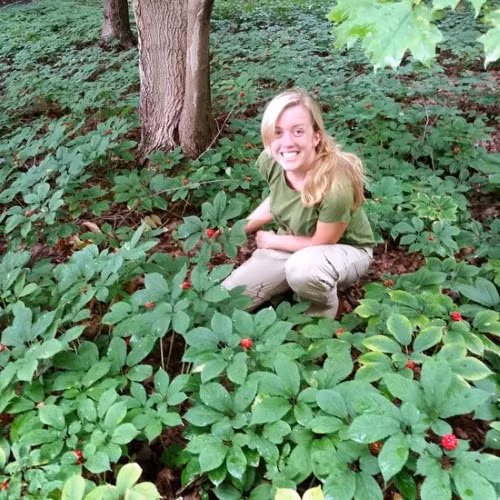 Hoa Kỳ trồng nhân sâm Cao Ly.