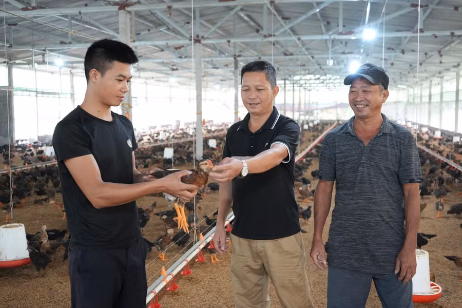 Huyện Trấn Yên có nhiều mô hình mang lại hiệu quả kinh tế cao, giúp người dân thoát nghèo.