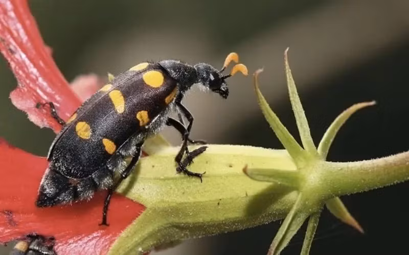 Nghe đồn sâu ban miêu có tác dụng tăng cường sinh lý, nhiều nam giới ăn dẫn đến ngộ độc.