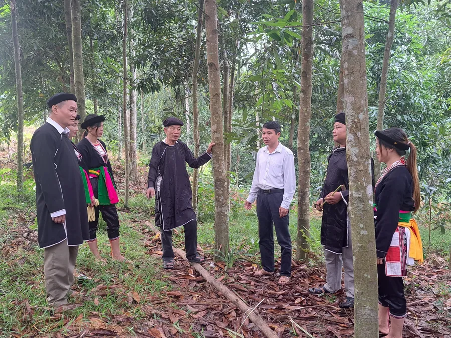 Lãnh đạo xã Kiên Thành, huyện Trấn yên trao đổi với người dân về hiệu quả của cây quế hữu cơ.
