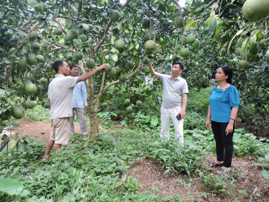 Lãnh đạo xã Hưng Thịnh, huyện Trấn Yên trao đổi với người dân hiệu quả cao từ việc chuyển đổi cơ cấu cây ăn quả tại địa phương.
