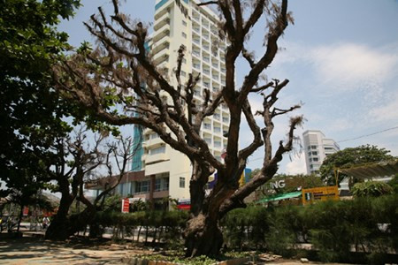 Dap bo cong trinh nhech nhac “xe thit” bo bien Nha Trang