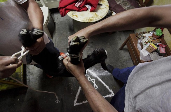 Joaquin cột chặt chân dê đen để chuẩn bị giết con vật, sau đó dùng máu của nó để cầu nguyện. Thầy pháp khẳng định, ông có thể chữa hoàn toàn "bệnh đồng tính" bằng một nghi thức cúng tế kéo dài khoảng 20 phút. Joaquin khẳng định, ông có thể chữa hoàn toàn