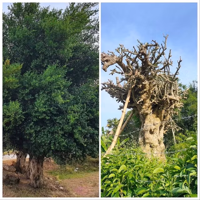 Hình ảnh cây duối trước và sau khi bị đào trộm.