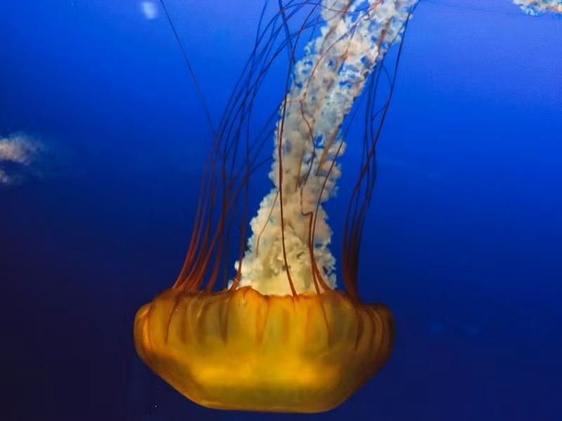 Những nàng Sứa đủ sắc mầu biểu diễn vũ điệu tuyệt vời