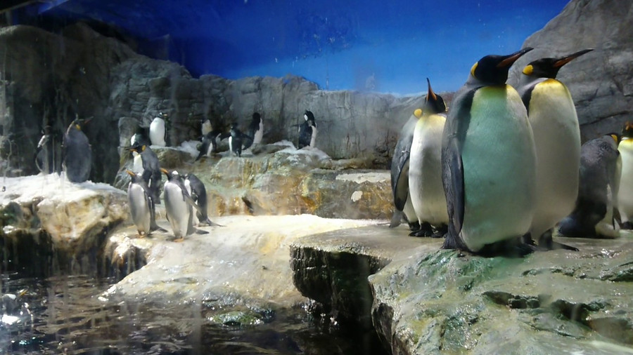 Hình ảnh vui nhộn của những chú chim cánh cụt