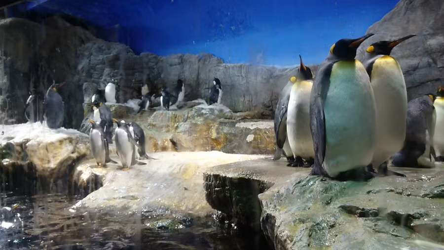 Hình ảnh vui nhộn của những chú chim cánh cụt