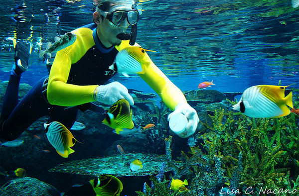 Những "người bạn" tốt luôn chăm sóc các loài cá đại dương