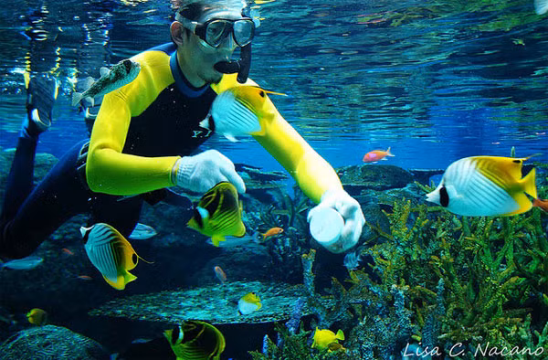 Những "người bạn" tốt luôn chăm sóc các loài cá đại dương