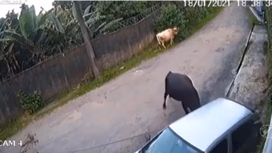 Bò đang đi "ngứa mắt" với ô tô đỗ bên đường liền quay lại húc như điên vào ô tô