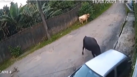 Bò đang đi "ngứa mắt" với ô tô đỗ bên đường liền quay lại húc như điên vào ô tô