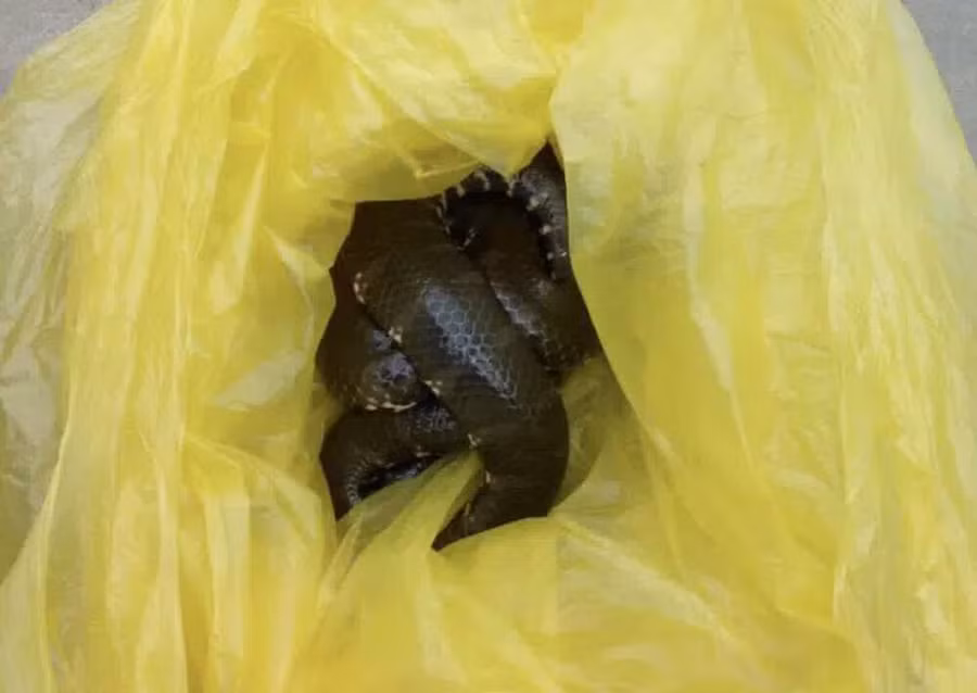 Hoảng loạn vì rắn "xổng chuồng" trên xe khách tuyến đường Cần Thơ - Đà Lạt