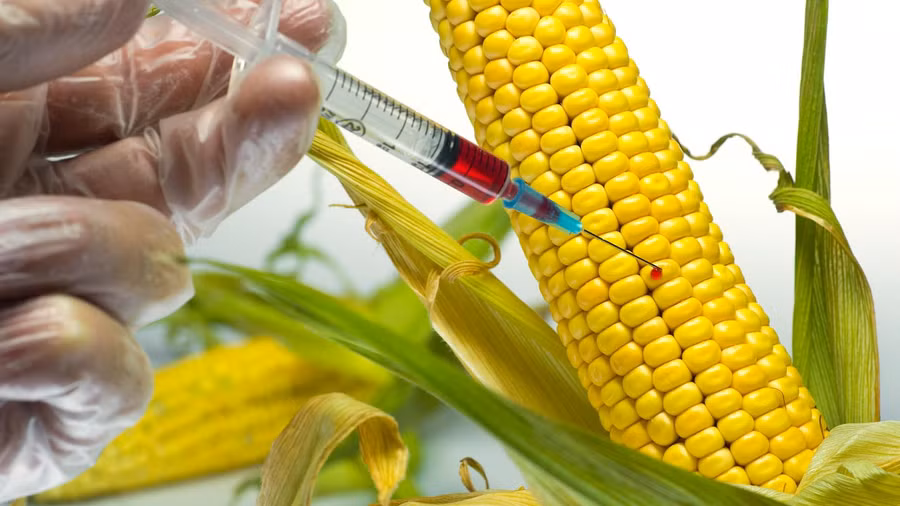 Lo ngại lợn nuôi ở Hưng Yên tăng mỗi ngày 1 kg bằng thức ăn biến đổi gen