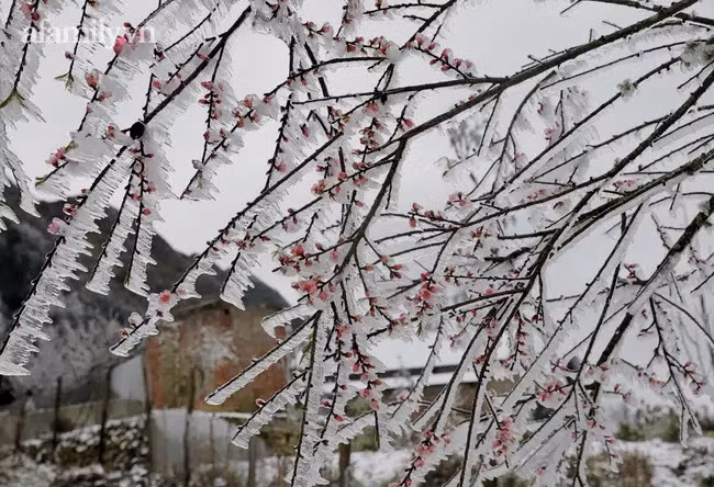Các thôn thuộc Y Tý như Mò Phú Chải (ảnh), Phìn Hồ, Trung Chải, Phan Cán Sử là nơi tuyết rơi nhiều. Ảnh: Afamily