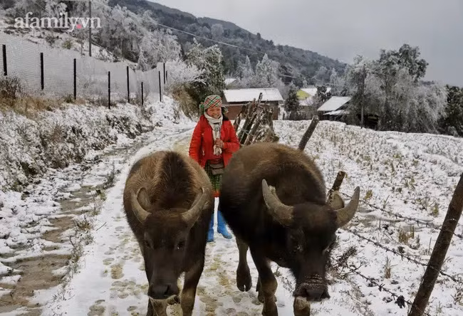 Mưa tuyết trút xuống nhiều khu vực ở SaPa, Lào Cai, tạo thành những mảng băng tuyết dày làm nhiều diện tích hoa màu và sinh hoạt của người dân bị ảnh hưởng. Ảnh: Afamily