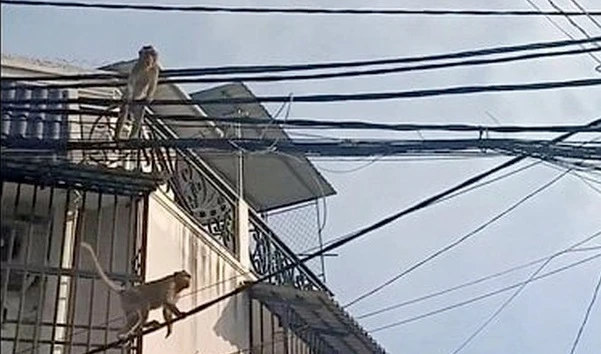 TP.HCM: Cận cảnh đàn khỉ đuôi dài vào tận nhà dân quấy phá