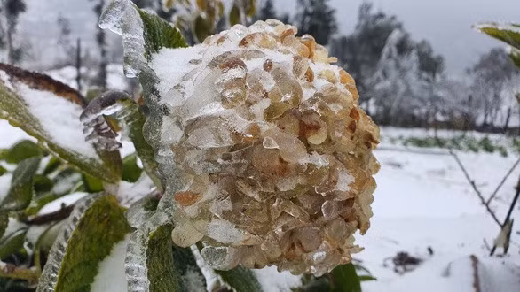 Trận mưa tuyết diễn ra sáng nay ở Y tý và Sapa cũng là trận mưa tuyết đầu tiên ghi nhận được trong mùa đông năm 2021.