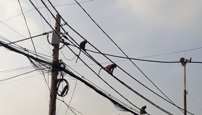 TP.HCM: Sẽ đưa đàn khỉ đuôi dài trộm đồ, quậy phá ở quận 12 về rừng