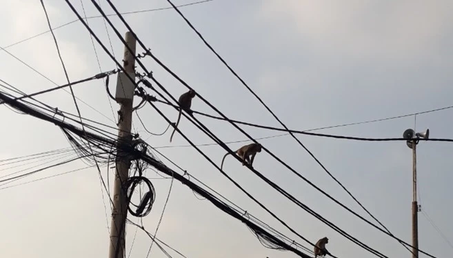 TP.HCM: Sẽ đưa đàn khỉ đuôi dài trộm đồ, quậy phá ở quận 12 về rừng