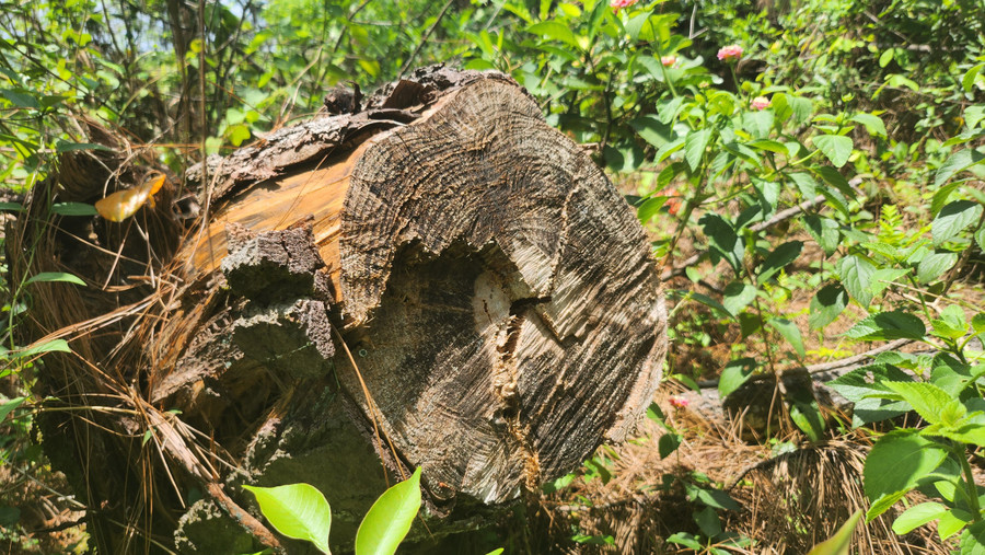 Nhiều gốc thông có đường kính lớn bị chặt không thương tiếc. Nhiều gốc thông có đường kính lớn bị chặt không thương tiếc.