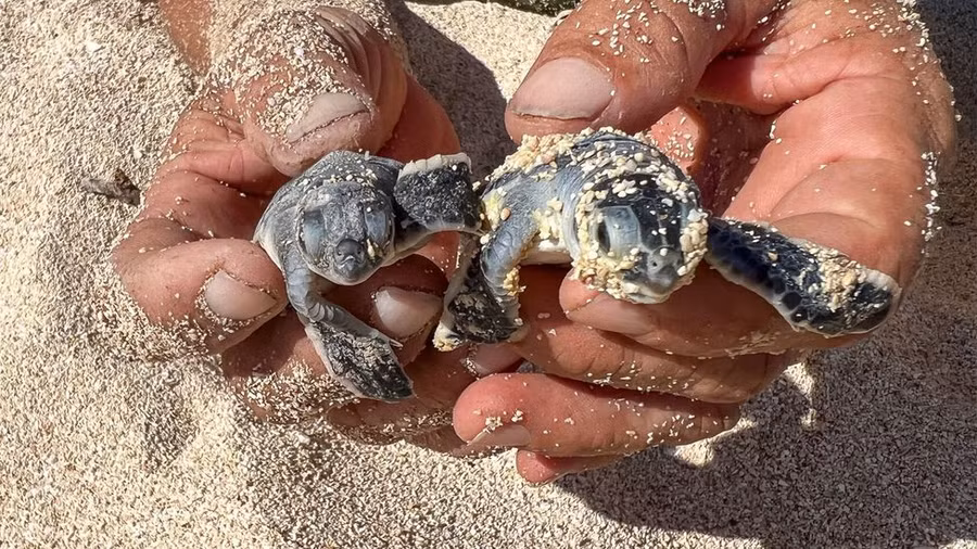 'Báu vật' quý nhất của đảo Thanh Niên. Ảnh: Claire Boobbyer (BBC)