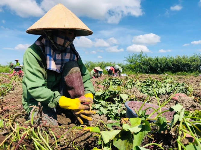 Nông dân tất bật thu hoạch khoai lang để tránh giá giảm.