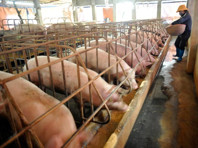 Phát hiện lợn ăn chất cấm phải tiêu hủy luôn ảnh 2 Phát hiện lợn ăn chất cấm phải tiêu hủy luôn ảnh 2