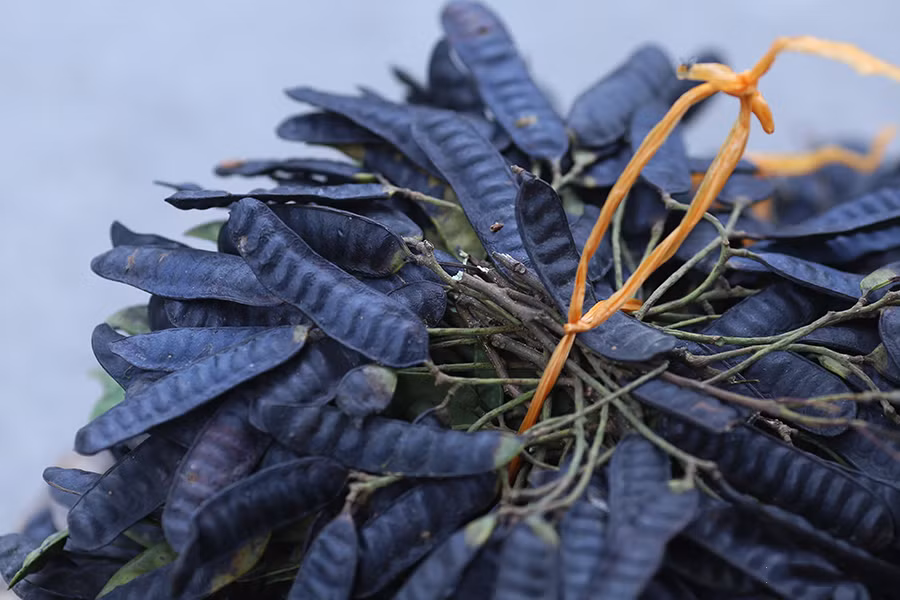 Không muốn bị cúm, sởi, thủy đậu… hãy trữ sẵn bồ kết trong nhà ảnh 2