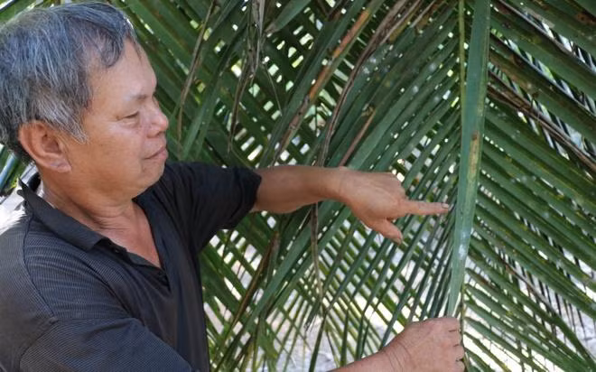 Loại sâu đầu đen ăn sạch lá cây, tàn phá nhiều vườn dừa ở Bến Tre.