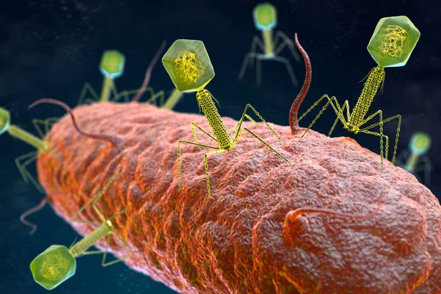 Hình ảnh mô phỏng quá trình thể thực khuẩn tấn công vi khuẩn.