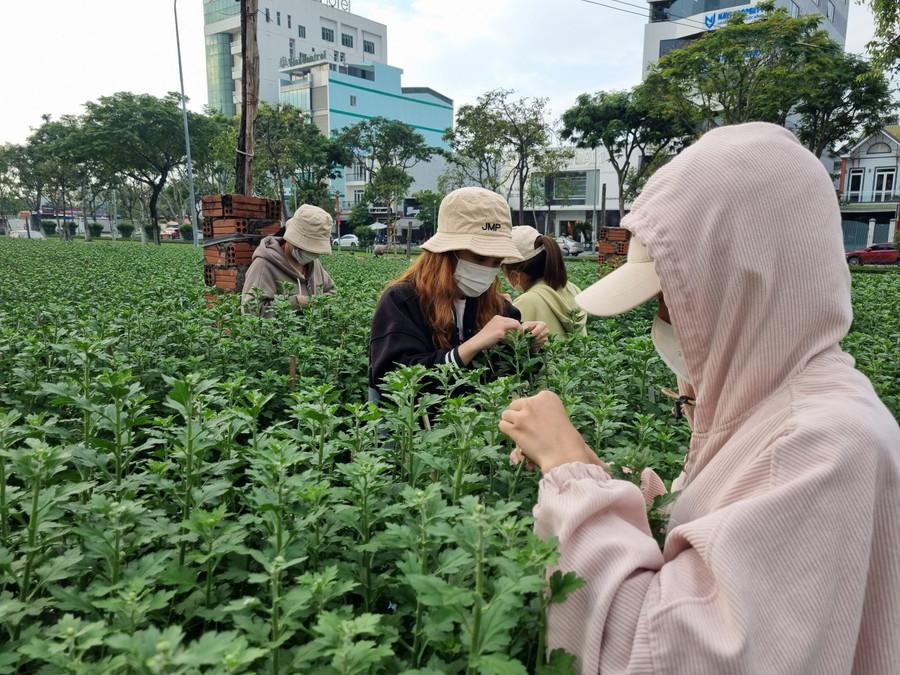 Các sinh viên đang ngắt nụ hoa cúc kiếm tiền.