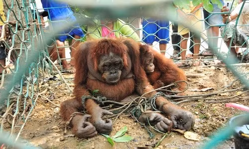 VNE-Orangutan-1-6227-1444125237.jpg
