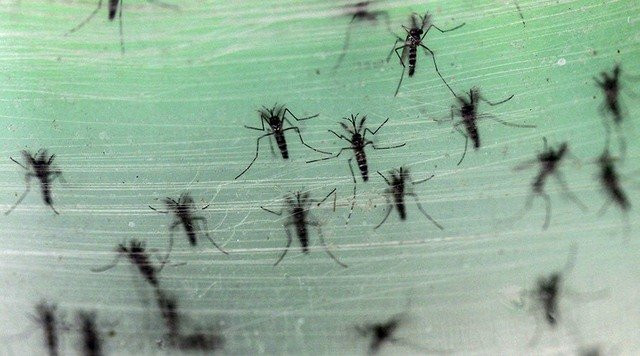 Virus “ăn não” lan rộng sang châu Âu