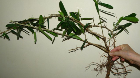 Sự thật về Su that ve