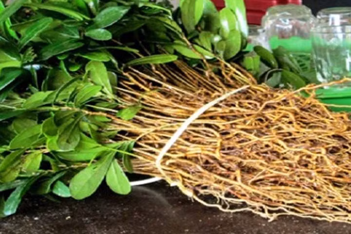 Sự thật về "thần dược" xáo tam phân chữa được ung thư