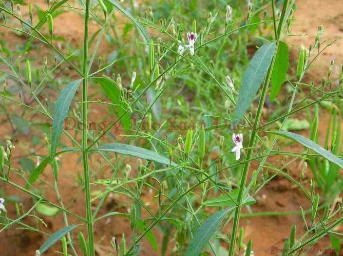 Cây thuốc xuyên tâm liên khi còn tươi.