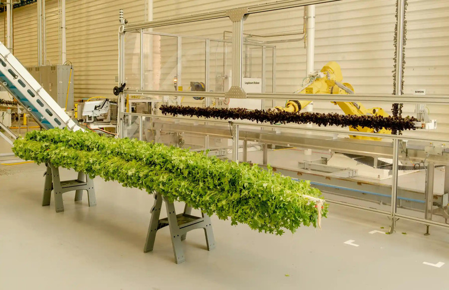 Khoang trồng cải xoăn và cải mù tạt do robot vận hành của Plenty ở Nam San Francisco, California.