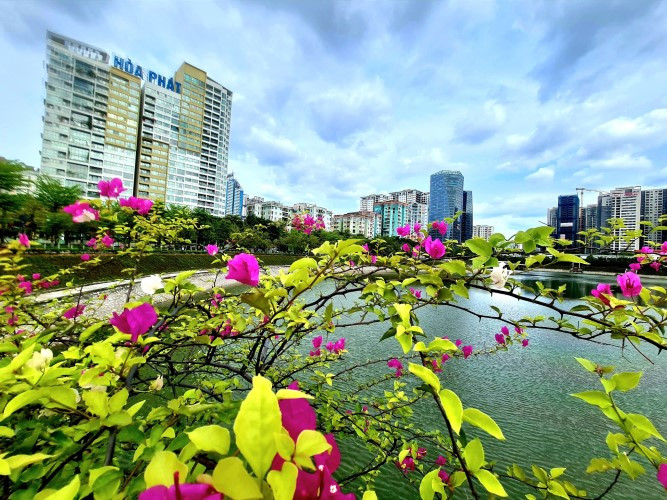 Cây hoa giấy là loại cây dây leo dạng gỗ, cây bụi hay cây thân gỗ có gai. Các loài dây leo thường mọc cao từ 1 - 12m. Cây hoa giấy là loại cây dây leo dạng gỗ, cây bụi hay cây thân gỗ có gai. Các loài dây leo thường mọc cao từ 1 - 12m.