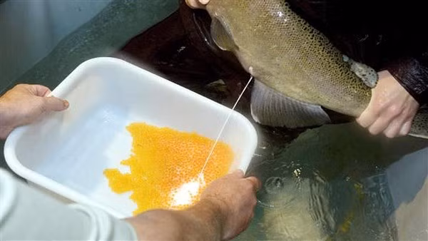 Trích xuất tinh trùng cá hồi.