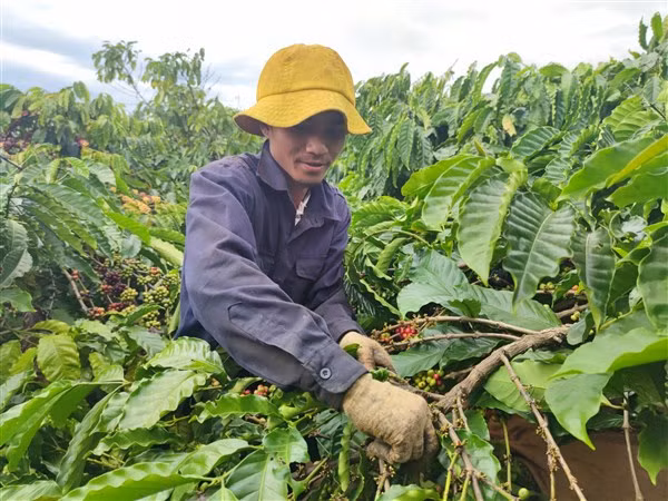 Người dân đi hái cà phê thuê với hy vọng có cái Tết ấm no, đủ đầy.