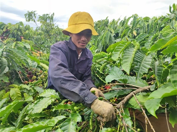 Người dân đi hái cà phê thuê với hy vọng có cái Tết ấm no, đủ đầy.