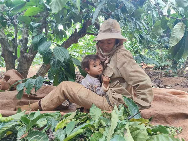 Con nhỏ không có người trông, vợ chồng chị Rơ Mah H’ Thu Hồng phải mang con theo đi hái cà phê.